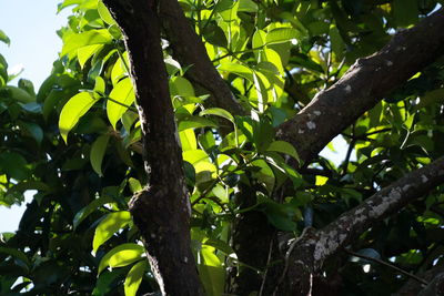 Low angle view of tree