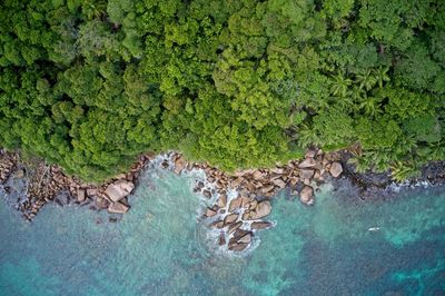 High angle view of plants