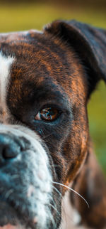 Close-up portrait of dog