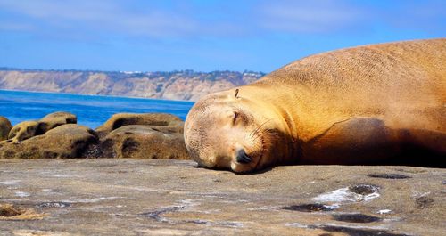 High angle view of lion resting on beach