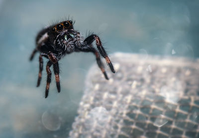 Close-up of spider