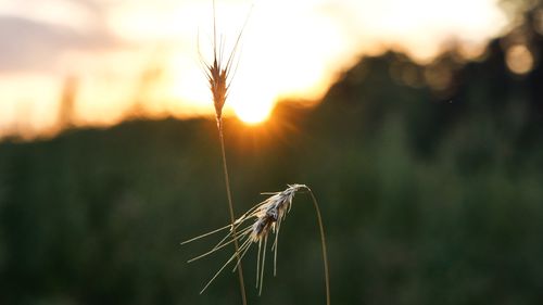 Close-up of wheat growing on field against sky at sunset