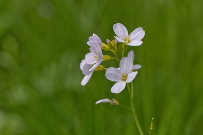 Close-up of white flowering plant