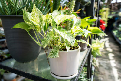 plant