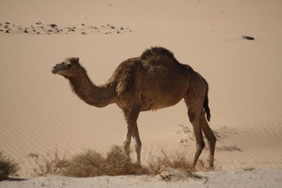 A camel in the desert