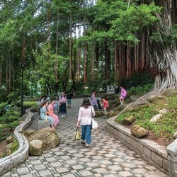 Rear view of people on footpath in forest