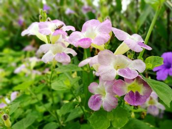 Close-up of purple flowers blooming outdoors