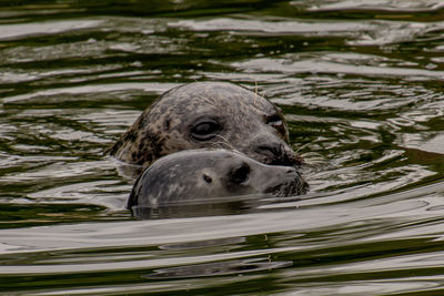 View of duck swimming in lake