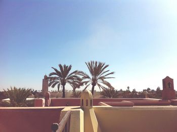 Palm trees against clear sky