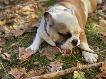 High angle view of bulldog chewing on a stick