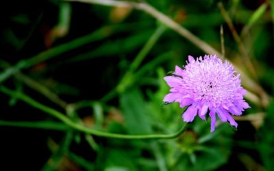 Close-up of pink flowers