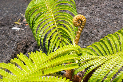 Close-up of green plant growing outdoors