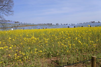 Scenic view of yellow flower field against sky