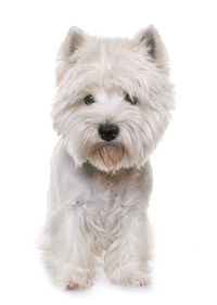 Portrait of a dog over white background