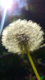 Close-up of dandelion on plant