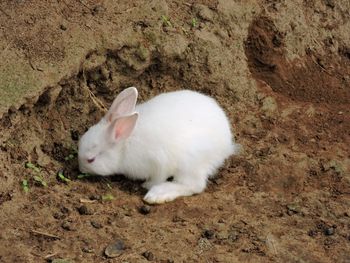 High angle view of white cat