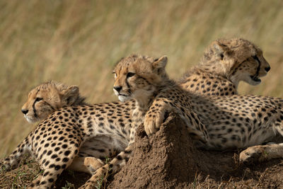 Close-up of cheetahs relaxing on land