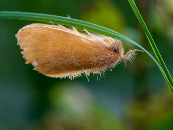 Close-up of insect on a plant