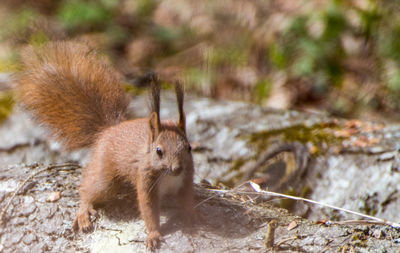 Close-up of squirrel on land