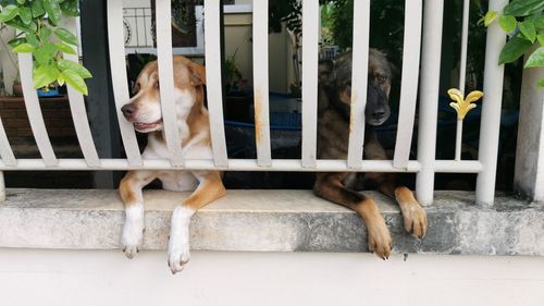 Portrait of dog on railing