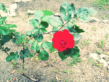 High angle view of red rose on plant