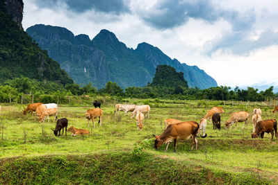 Horses in a field