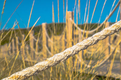 Close-up of plant on field