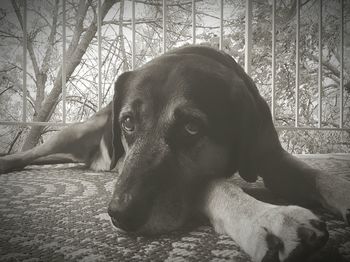 Close-up of dog resting