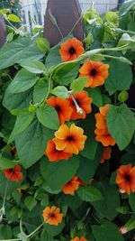 Close-up of orange flowers