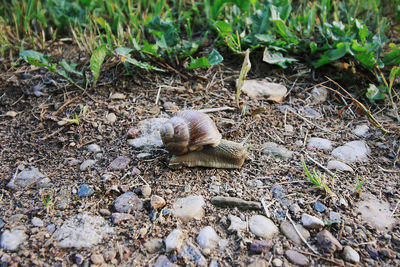 High angle view of a shell on field