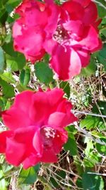 Close-up of pink rose blooming outdoors