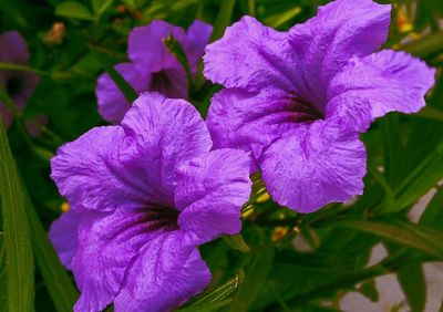 Close-up of purple flowers blooming