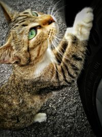 Close-up of tabby cat