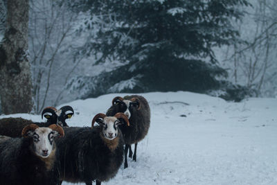 Cows on field during winter