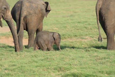 Elephant in a field