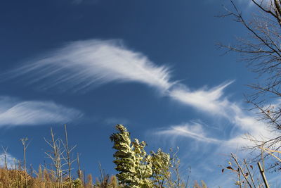 Low angle view of trees against blue sky