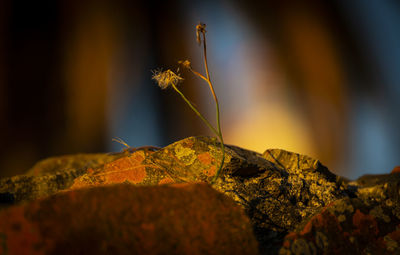 Close-up of dry leaves on rock