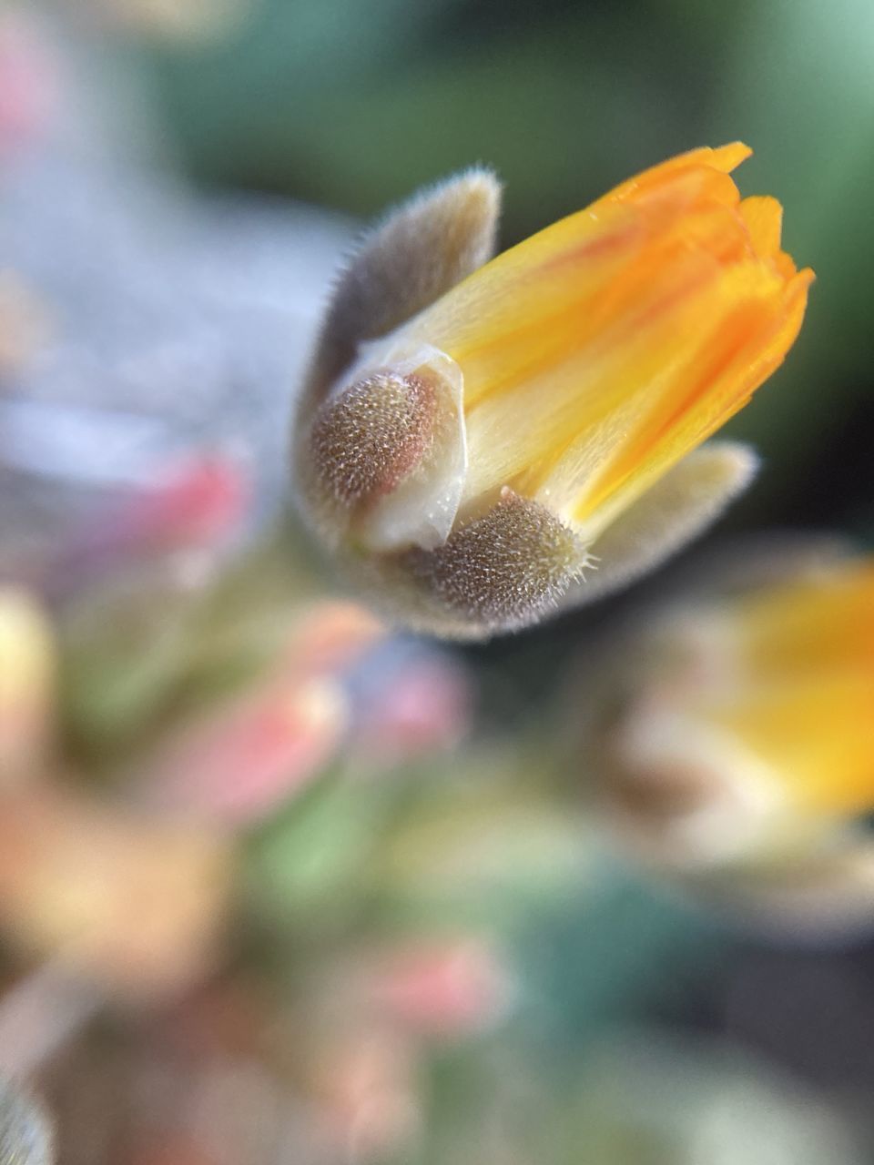 CLOSE-UP OF YELLOW ROSE FLOWER