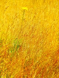 Full frame shot of crops on field