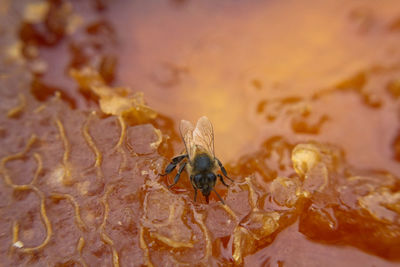 Close-up of housefly on sweet food