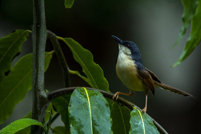 Close-up of bird perching on branch