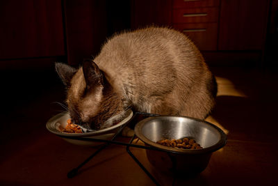 View of cat eating food at home