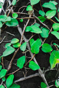 High angle view of plants growing on field