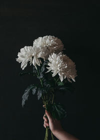 Close-up of hand holding white flowering plant against black background
