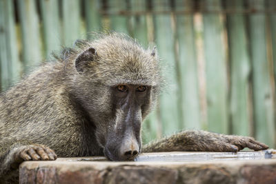 Close-up of baboon