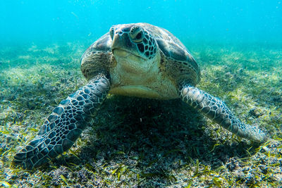 Turtle swimming in sea