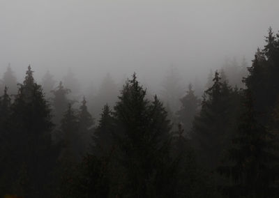 Trees in forest against sky during foggy weather