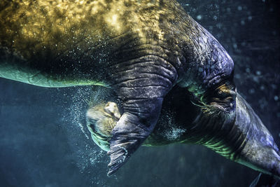 Close-up of aquatic mammal swimming in sea