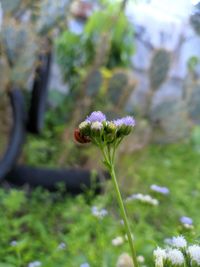 Close-up of insect on flower
