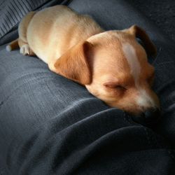 Close-up of dog sleeping